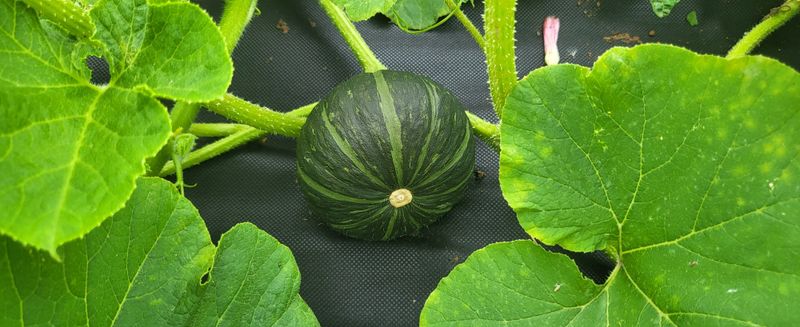 박재영님의 장터 판매 상품 [못난이단호박] 첨부 사진