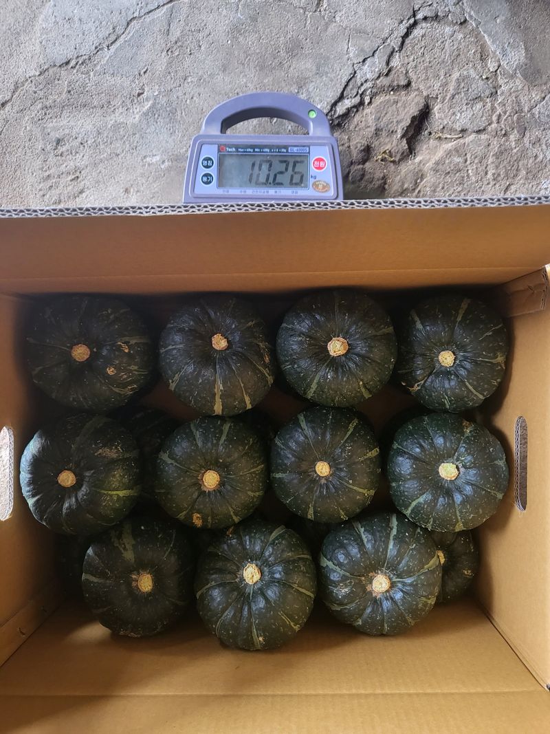 박재영님의 장터 판매 상품 [못난이단호박] 첨부 사진