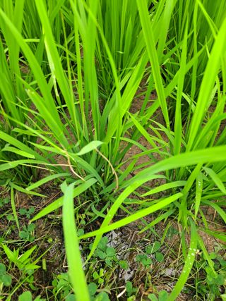 김종헌님의 벼 · 병해충상담 작성글 사진