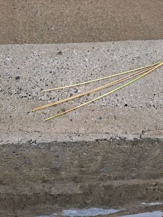 김종헌님의 벼 · 병해충상담 작성글 사진