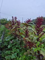 팜모닝 자유주제·자유게시판 게시글 이미지