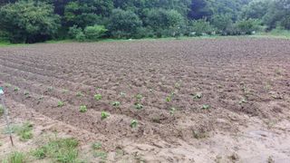 Blackbear님의 들깨 · 영농일지 작성글 사진