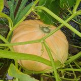 팜모닝 자유주제·자유게시판 게시글 이미지