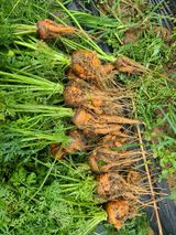 팜모닝 자유주제·자유게시판 게시글 이미지