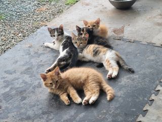 허 동길(길이농장)님의 자유주제 · 자유게시판 작성글 사진