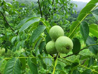허 동길(길이농장)님의 자유주제 · 자유게시판 작성글 사진