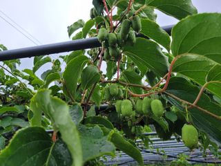 허 동길(길이농장)님의 자유주제 · 자유게시판 작성글 사진