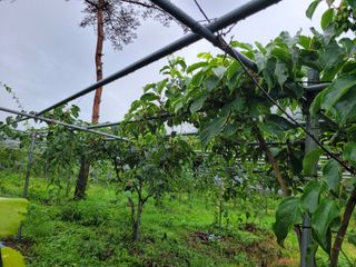 허 동길(길이농장)님의 자유주제 · 자유게시판 작성글 사진