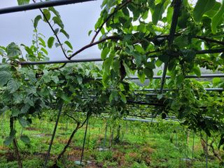 허 동길(길이농장)님의 자유주제 · 자유게시판 작성글 사진