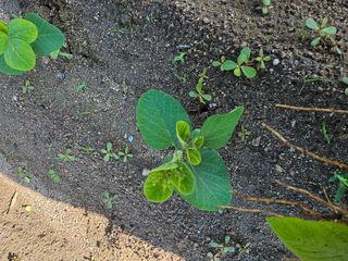 손영만님의 콩 · 영농일지 작성글 사진