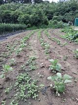 팜모닝 들깨·영농일지 게시글 이미지