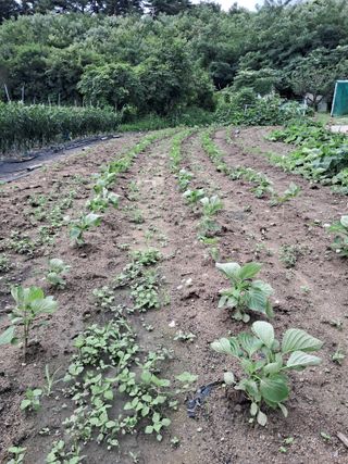 최원규님의 들깨 · 영농일지 작성글 사진