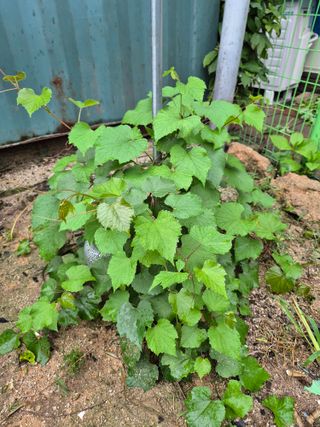 송영래님의 포도 · 영농일지 작성글 사진