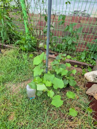 송영래님의 포도 · 영농일지 작성글 사진