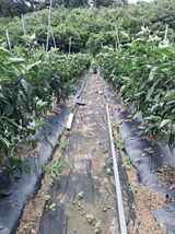 팜모닝 고추·영농일지 게시글 이미지