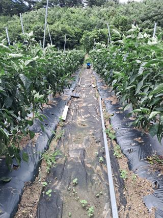 최원규님의 고추 · 영농일지 작성글 사진