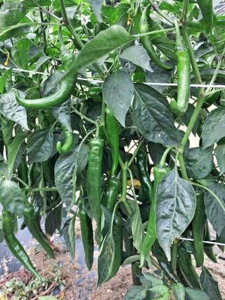 최원규님의 고추 · 영농일지 작성글 사진