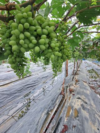 포도님의 자유주제 · 자유게시판 작성글 사진