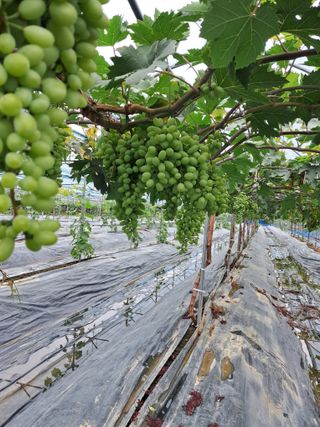 포도님의 자유주제 · 자유게시판 작성글 사진