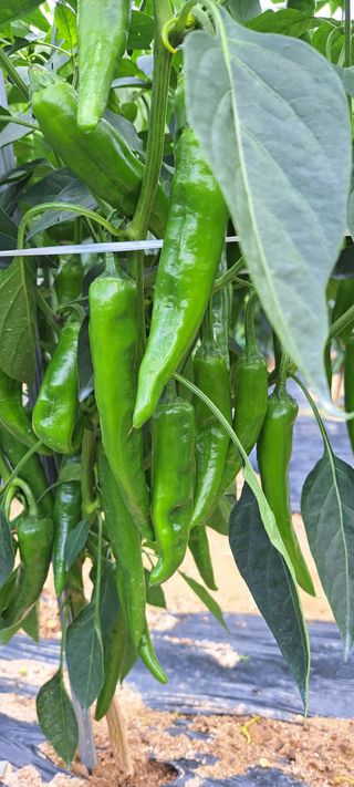 콩18930님의 자유주제 · 자유게시판 작성글 사진