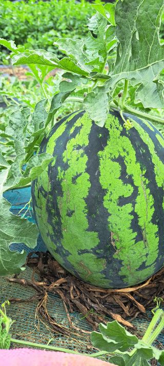 콩18930님의 자유주제 · 자유게시판 작성글 사진