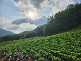 ~^^~님의 최고의 제초제는 무엇인가요?🌿 · 참여글 작성글 사진