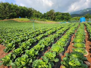 ~^^~님의 최고의 제초제는 무엇인가요?🌿 · 참여글 작성글 사진