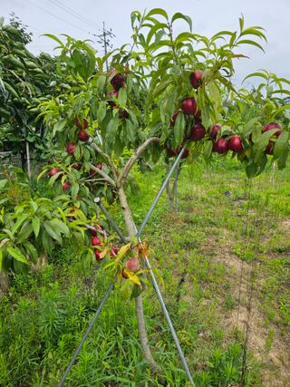 천승준님의 자유주제 · 자유게시판 작성글 사진