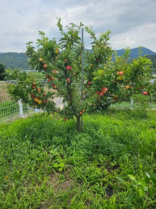 천승준님의 자유주제 · 자유게시판 작성글 사진