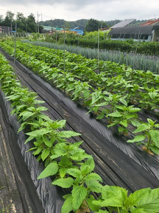 노후를풍요롭게님의 🎉상반기 결산 자랑하기 · 참여글 작성글 사진
