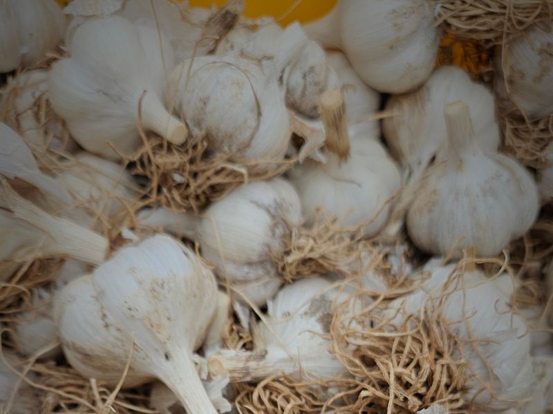 장터 상품 [판매종료] 썸네일