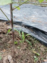 팜모닝 딸기·병해충상담 게시글 이미지