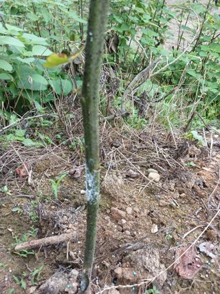 호수가님의 딸기 · 병해충상담 작성글 사진