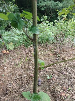 호수가님의 딸기 · 병해충상담 작성글 사진