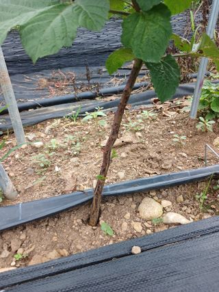 호수가님의 딸기 · 병해충상담 작성글 사진