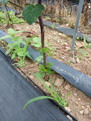 호수가님의 딸기 · 병해충상담 작성글 사진