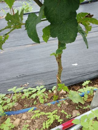 호수가님의 딸기 · 병해충상담 작성글 사진