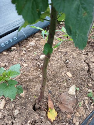 호수가님의 딸기 · 병해충상담 작성글 사진