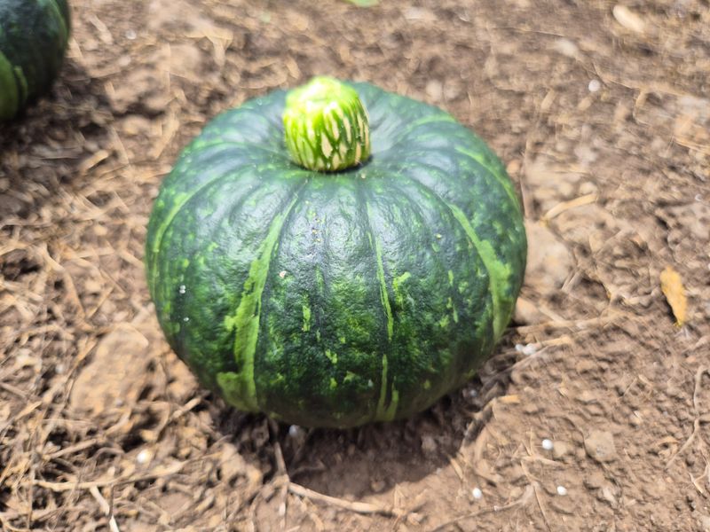 장터 상품 [제주산 미니 단호박 3kg] 썸네일