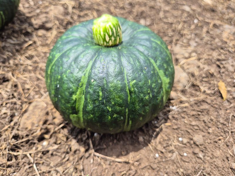 김미옥님의 장터 판매 상품 [제주산 미니 단호박 3kg] 첨부 사진