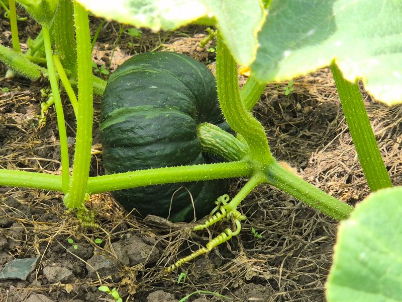 김미옥님의 장터 판매 상품 [제주산 미니 단호박 3kg] 첨부 사진