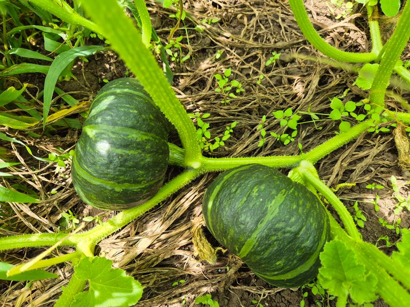 김미옥님의 장터 판매 상품 [제주산 미니 단호박 3kg] 첨부 사진