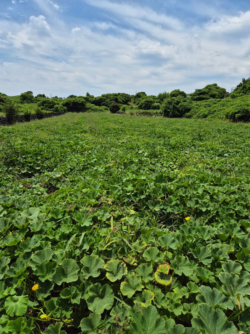 김미옥님의 장터 판매 상품 [제주산 미니 단호박 3kg] 첨부 사진