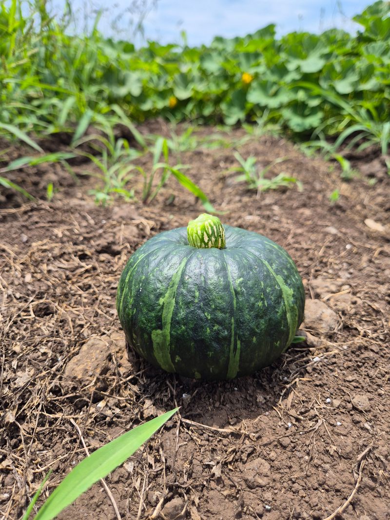 김미옥님의 장터 판매 상품 [제주산 미니 단호박 3kg] 첨부 사진