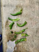 팜모닝 고추·병해충상담 게시글 이미지