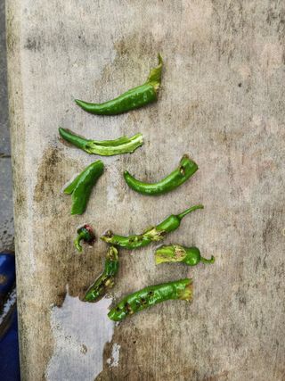 구자형님의 고추 · 병해충상담 작성글 사진