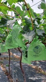 팜모닝 포도·영농일지 게시글 이미지