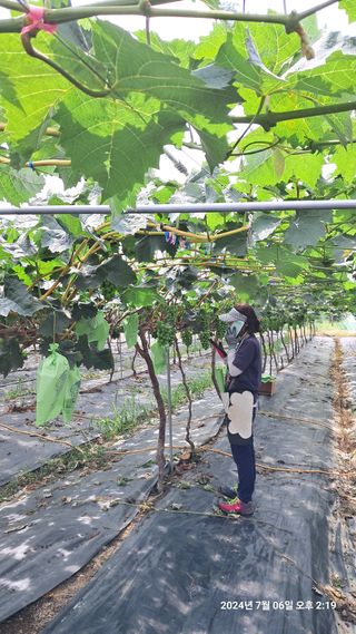 서기열님의 포도 · 영농일지 작성글 사진