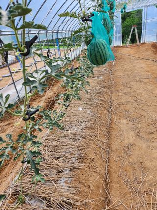 산약초님의 기타작물 · 영농일지 작성글 사진