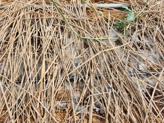 산약초님의 기타작물 · 영농일지 작성글 사진